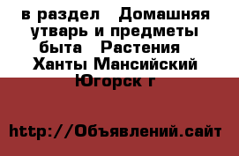  в раздел : Домашняя утварь и предметы быта » Растения . Ханты-Мансийский,Югорск г.
